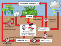 Nitrogen Cycle 2.svg