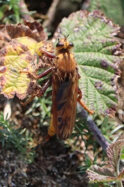 Noordwijk - Hoornaarroofvlieg (Asilus crabroniformis).jpg