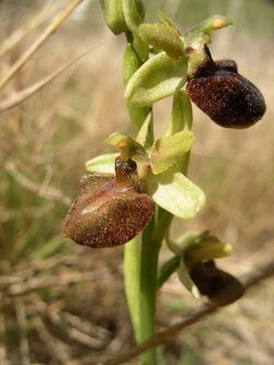 Ophrys sphegodes flowers.jpg