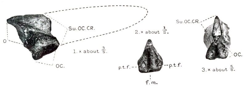 File:Ornithostoma skull fragment.jpg
