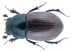 Oromus alpinus (Scopoli, 1763).png