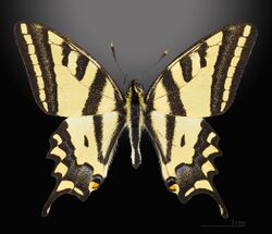 Papilio alexanor MHNT CUT 2013 3 10 Cucuron Male Dorsal.jpg