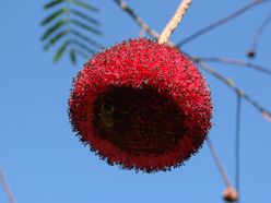 Parkia platycephala flower.jpg