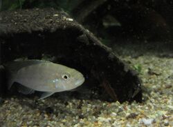 Perissodus microlepis juvenile in aquarium.jpg