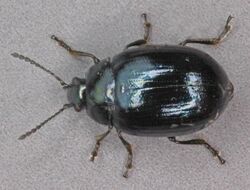 Phaedon cochleariae, Deeside, North Wales, May 2012 - Flickr - janetgraham84.jpg
