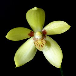 Phalaenopsis cochlearis Orchi 2211-1.jpg
