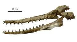 Phoberodon holotype skull.png