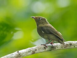 Pipra aureola - Crimson-hooded Manakin (female), Itacoatiara, Amazonas, Brazil.jpg