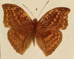 Pl.09-04-Euryphene lucasi=Bebearia cottoni (Bethune-Baker, 1908), male.JPG