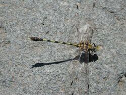 Progomphus borealis.jpg