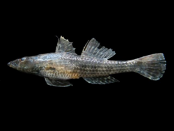 Psammogobius biocellatus.png