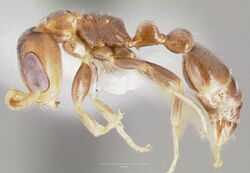 Pseudomyrmex elongatus casent0005874 profile 1.jpg