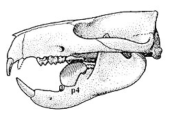Ptilodus skull.jpg