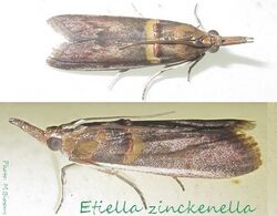 Pyralidae-Etiella zinckenella-15.jpg