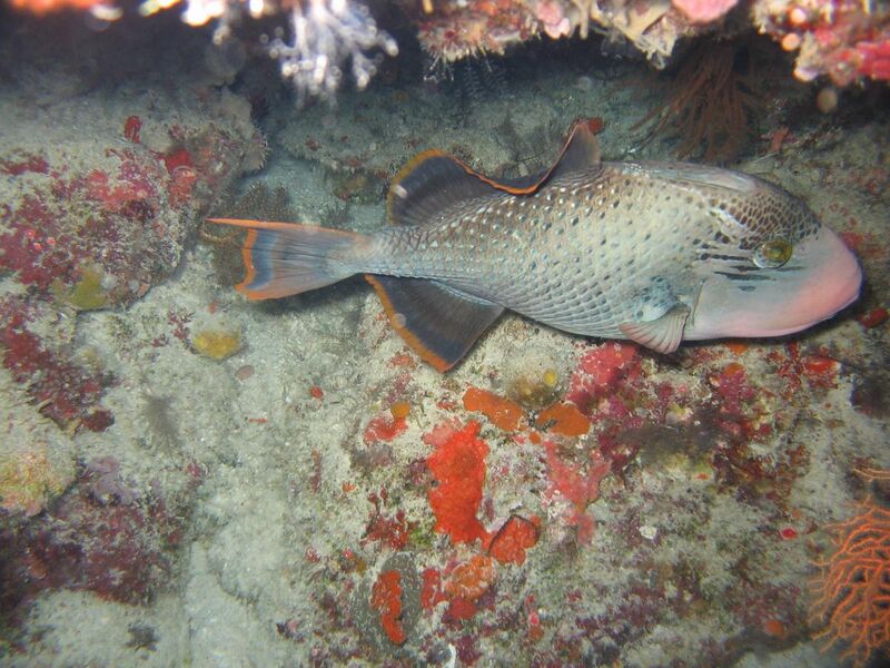 File:Reef4262 - Flickr - NOAA Photo Library.jpg