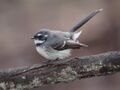 Rhipidura albiscapa -Canberra, Australia-8.jpg