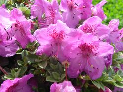 Rhododendron calostrotum ssp keleticum 5.JPG