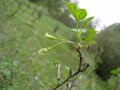Ribes cynosbati (Flower).jpg