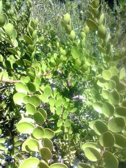 Robsonodendron maritimum - Kirstenbosch - Cape Town.jpg