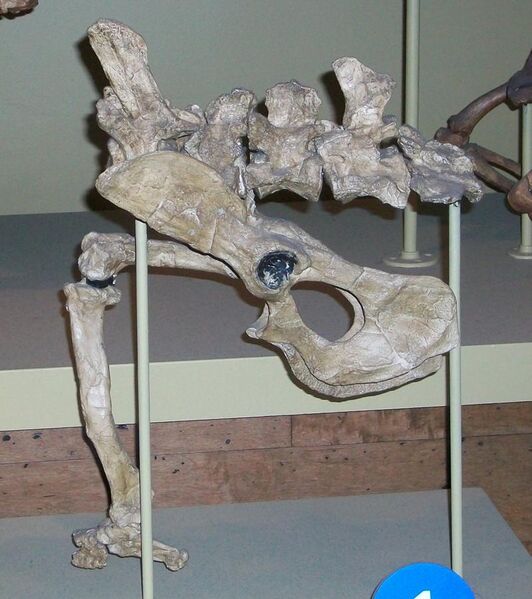 File:Rodhocetus sp pelvis hind limb.jpg