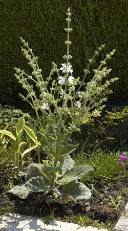 Salvia argentea A.jpg