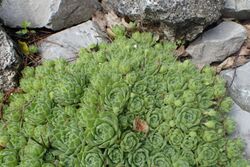 Sempervivum giuseppii kz01.jpg