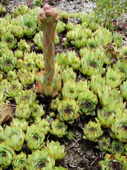 Sempervivum tectorum boutignyanum-1.JPG