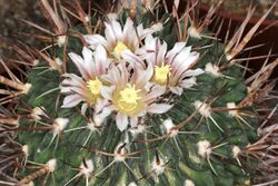 Stenocactus phyllacanthus pm.JPG