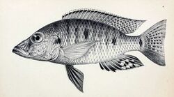 Stigmatochromis woodi2.jpg