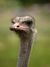 Struthio camelus portrait Whipsnade Zoo.jpg