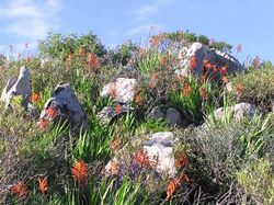 Several Chasmanthe plants growing among rocks and shrubs.