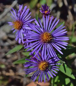 Image of three New England aster blooms, each with about 40 ray florets of a deep purple color, surrounding a dark yellow center of approximately the same number of open disk florets. Disk florets and ray florets are explained in the text.
