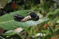 Parasyrphus melanderi larva with beetle prey larvae