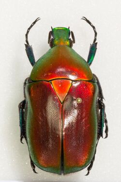 Torynorrhina flammea (UR1).jpg