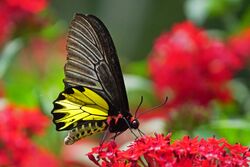 Troides aeacus formosanus male ventral view 20150418.jpg