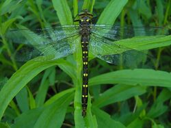 Twin spotted Spiketail.JPG