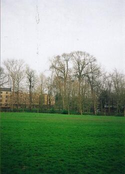 Ulmus × hollandica 'Cicestria'. Queens' College, Cambridge.jpg