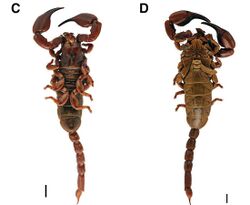 Urodacus yaschenkoi (10.3897-evolsyst.3.37464) Figure 64 (cropped).jpg