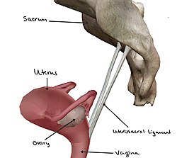 An imagine of the uterosacral ligaments connecting the base of the uterus to the sacrum.