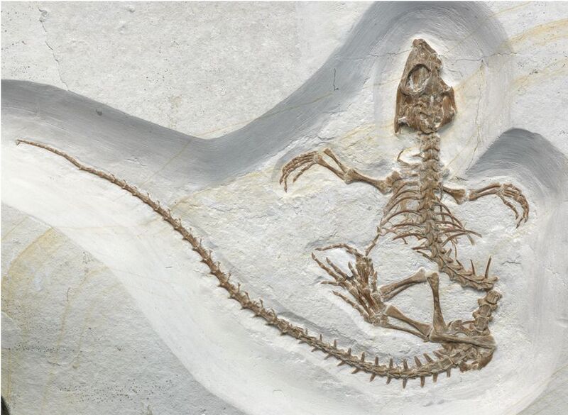 File:Vadasaurus herzogi holotype (fossil).jpg