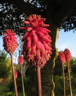 Veltheimia bracteata IMG 8927s.JPG