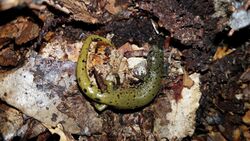 Veracruz Green Salamander imported from iNaturalist photo 26333233 on 20 April 2022.jpg