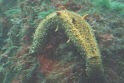 Warty Sea cucumber.jpg