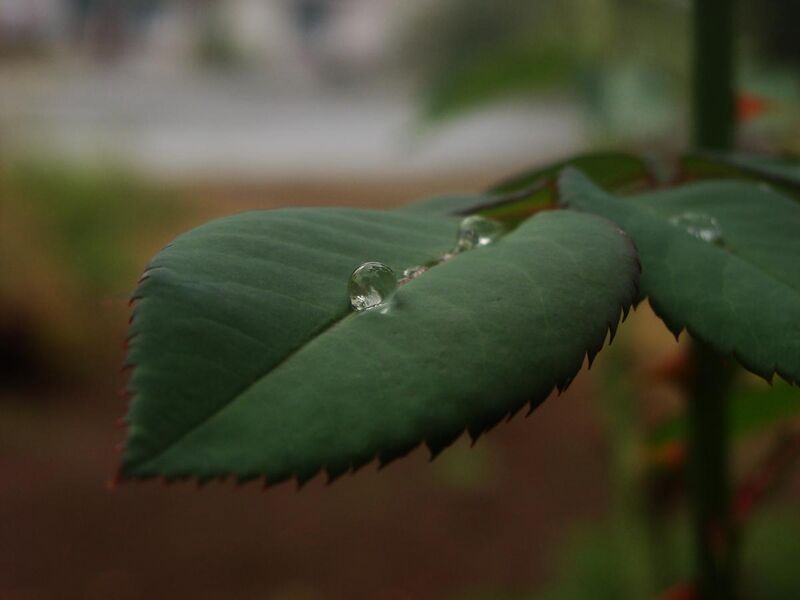File:Water Drop on rose leaf.JPG