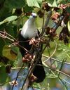 White-Throated Ground-Dove wild.jpg