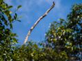 White-fronted Falconet (13970618760).jpg