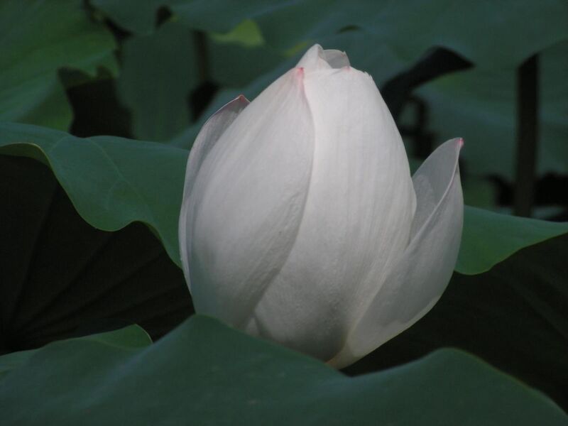 File:White Lotus Blossom.JPG