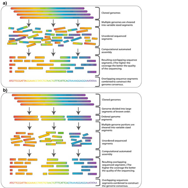 File:Whole genome shotgun sequencing versus Hierarchical shotgun sequencing.png