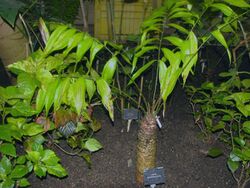 Zamia pseudomonticola2 kw.jpg