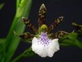 Zygopetalum pedicellatum.jpg